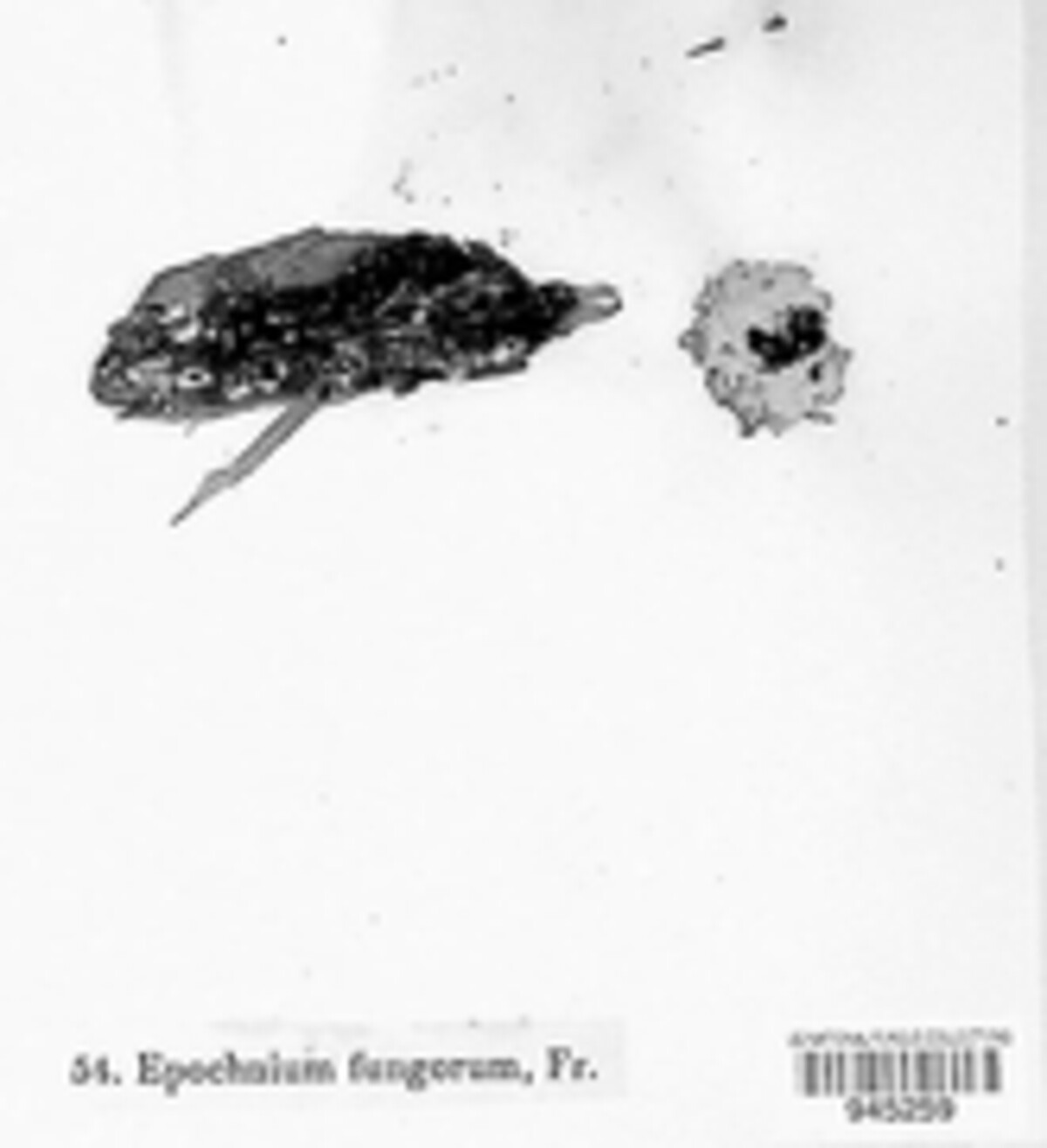 Anomalemma epochnii image